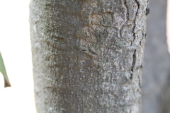 Magnolia grandiflora